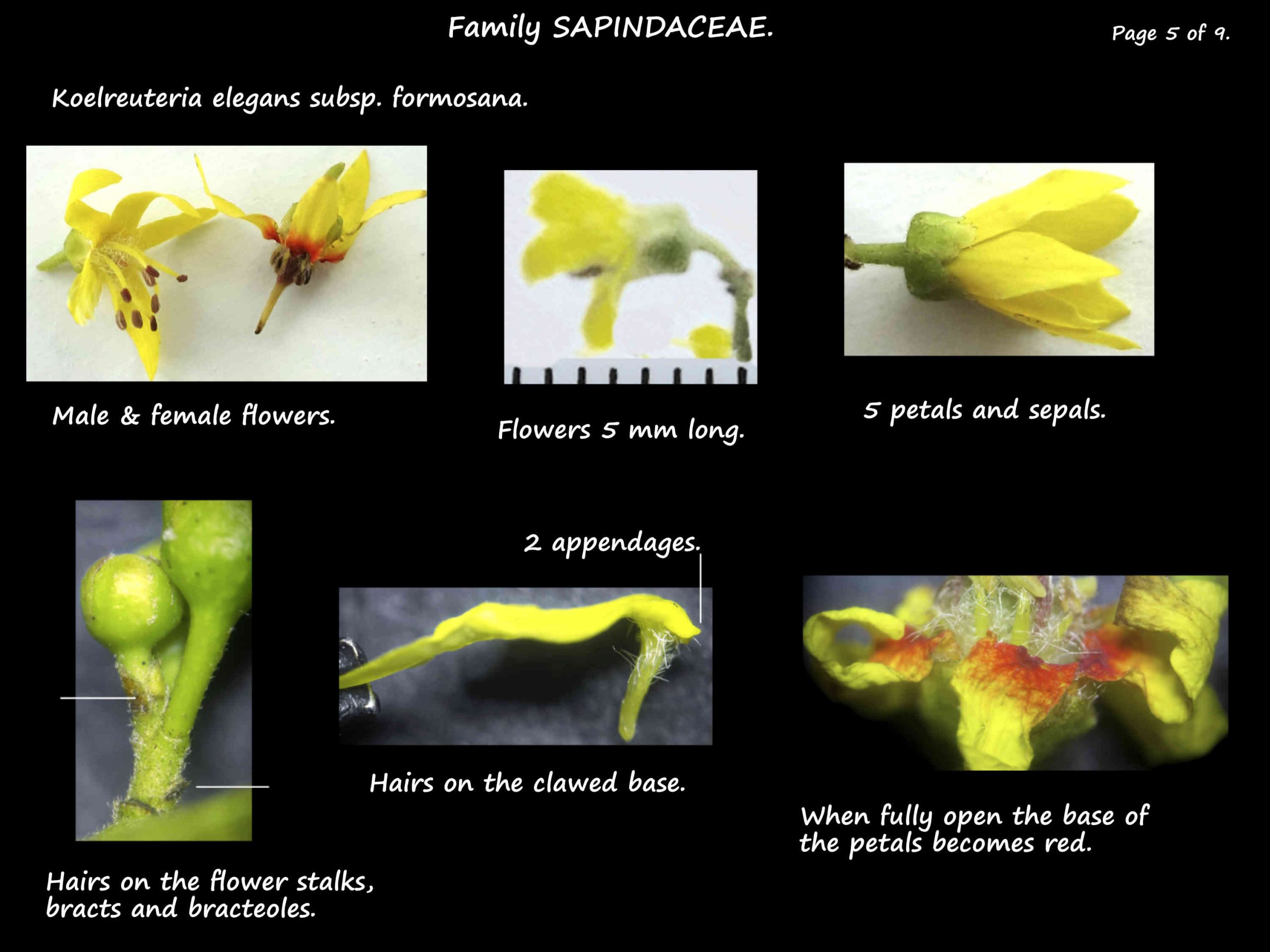 5 Koelreuteria sepals & petals